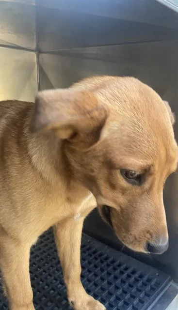 An adult medium-sized male Mixed Breed dog named Thor for adoption in Dallas, TX