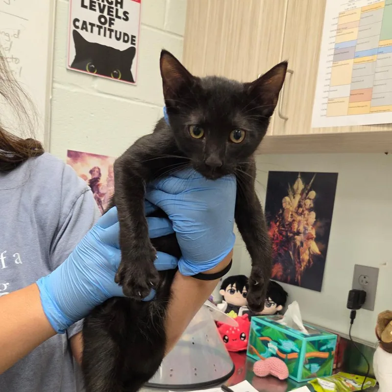 A baby small-sized male Black Domestic Short Hair cat named Hemsworth for adoption in Chattanooga, TN