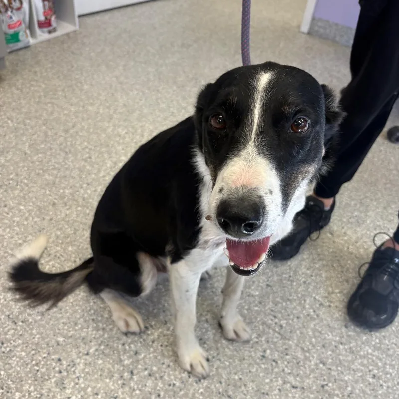 An adult medium-sized male Black Border Collie dog named Western Store for adoption in Manhattan, KS