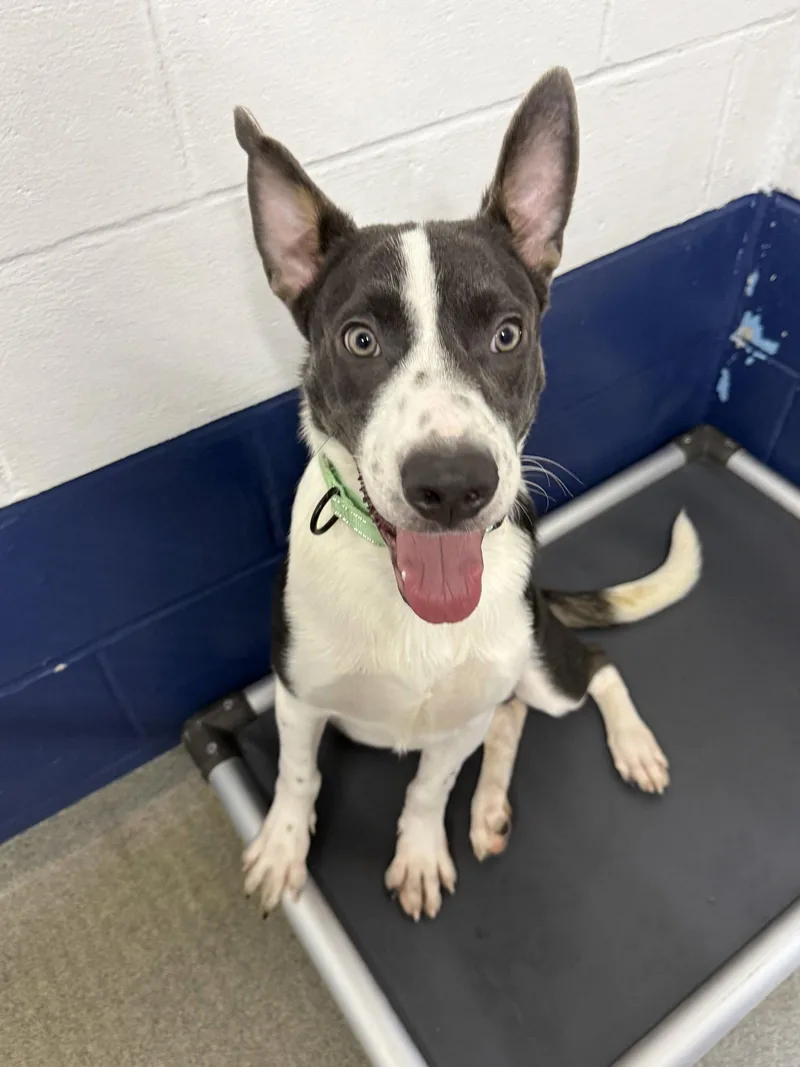 A young medium-sized male Border Collie dog named Benson month AVA for adoption in Sterling, MA