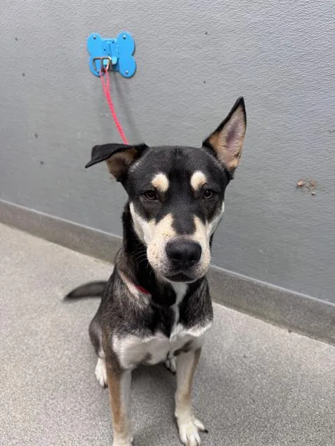 A young large-sized male German Shepherd Dog dog named Nachos Supreme for adoption in Las Vegas, NV