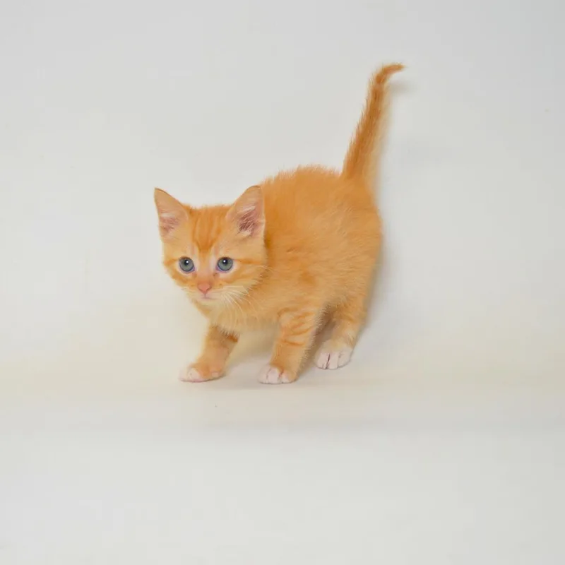 A baby small-sized male Buff / Tan / Fawn Domestic Short Hair cat named Camaro for adoption in Springfield, IL