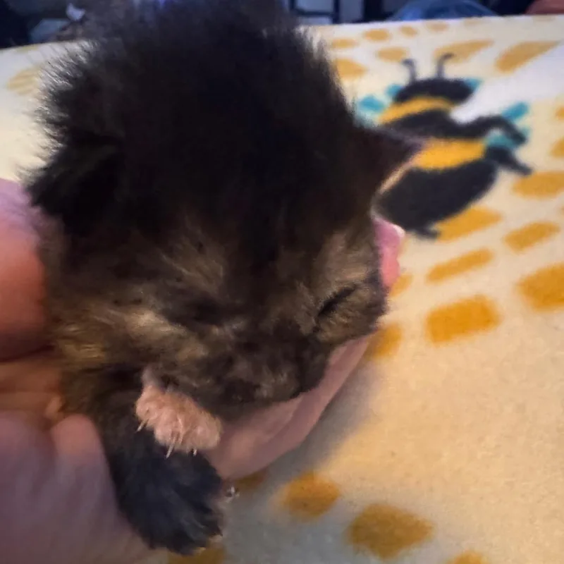 A baby small-sized female Tortoiseshell Domestic Medium Hair cat named Spackle for adoption in Clearwater, FL