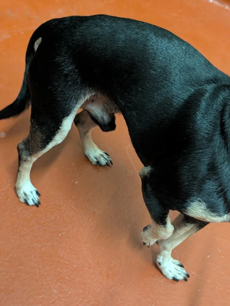 An adult small-sized male Chihuahua dog named Papi for adoption in Douglasville, GA