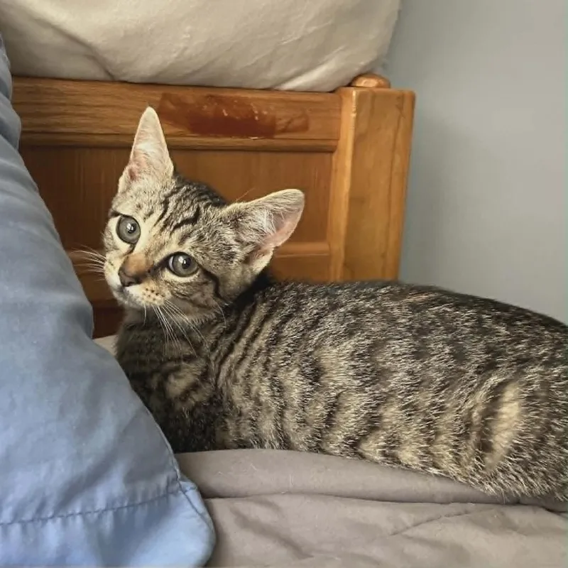 A baby small-sized female Brown / Chocolate Domestic Short Hair cat named Stevie for adoption in Reisterstown, MD