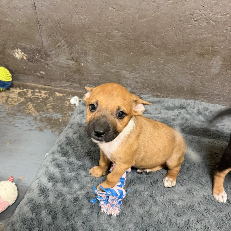 A baby medium-sized female Mixed Breed dog named Zoe for adoption in Mission, TX
