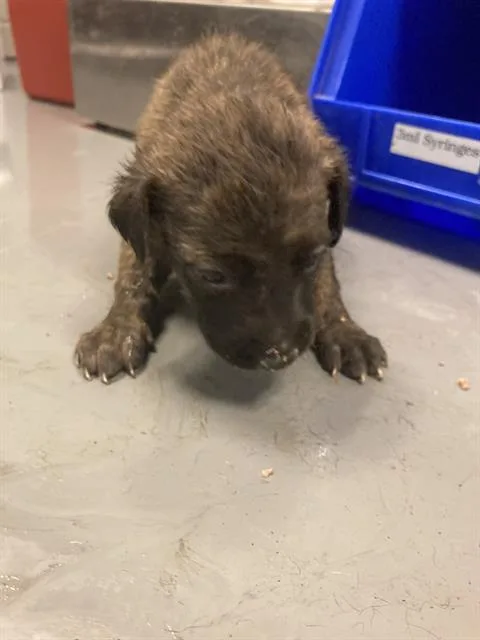 A baby small-sized female Mixed Breed dog named Francine for adoption in Dallas, TX