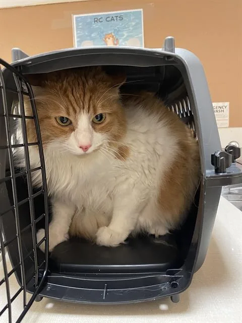 An adult small-sized female Domestic Long Hair cat named Pumpkin for adoption in Fairfield, CA