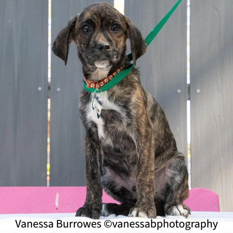 A baby small-sized male Brown / Chocolate Hound dog named Callan for adoption in Wake Forest, NC