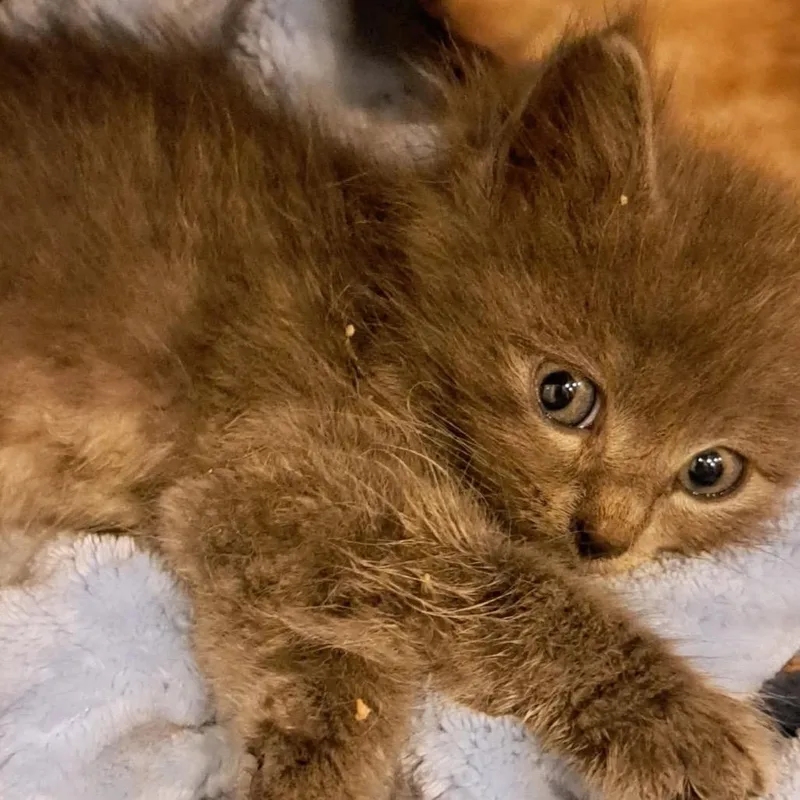 A baby small-sized male Gray / Blue / Silver Domestic Short Hair cat named Baker for adoption in Green Forest, AR