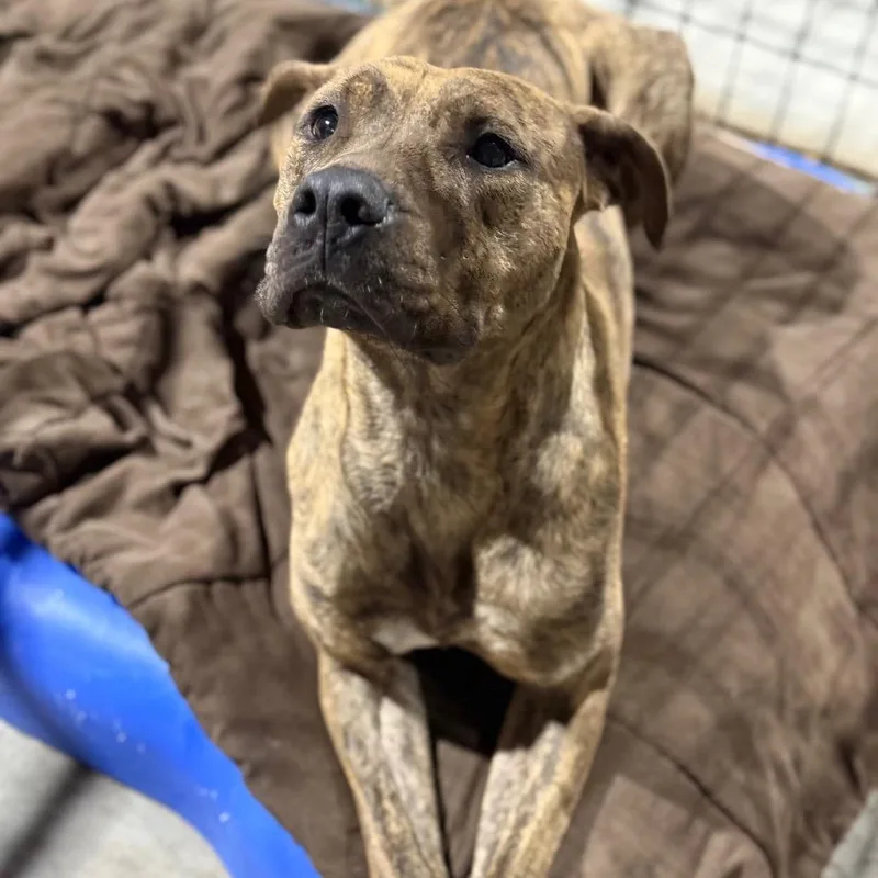 An adult medium-sized female Yellow / Tan / Blond / Fawn Pit Bull Terrier dog named Kayla for adoption in Fort Smith, AR