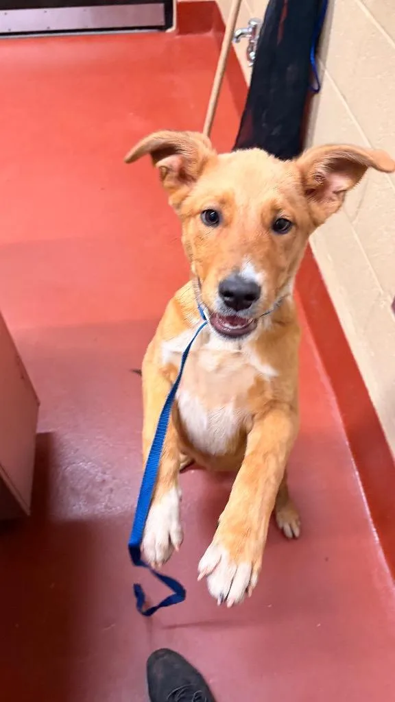 A baby medium-sized male Labrador Retriever dog named Kyoto for adoption in Douglasville, GA