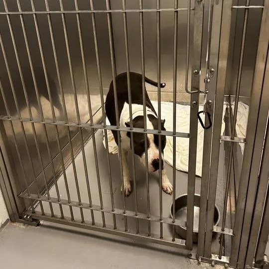 An adult large-sized male White / Cream Mixed Breed dog named Love Struck for adoption in Davenport, IA