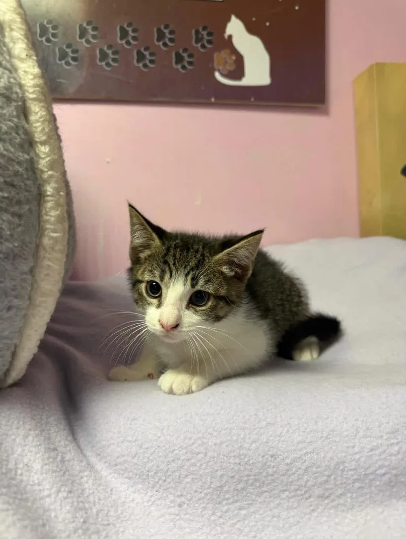A young small-sized male Tabby (Buff / Tan / Fawn) Domestic Short Hair cat named Chocolate Chip for adoption in Freeport, NY