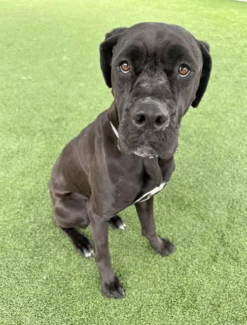 An adult large-sized female Mastiff dog named Delilah for adoption in Castaic, CA