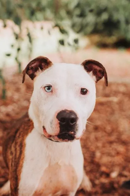 An adult small-sized male American Staffordshire Terrier dog named B Walter for adoption in North Charleston, SC