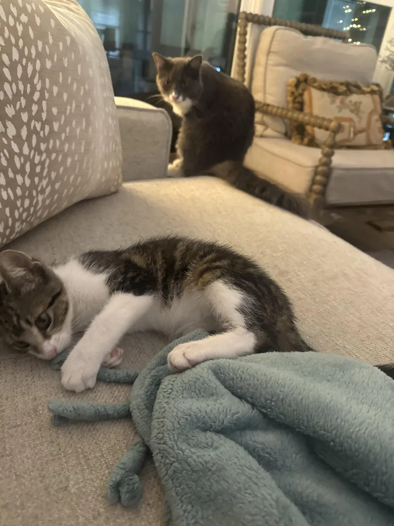 A young medium-sized male Domestic Short Hair cat named Baby Cakes for adoption in Alpharetta, GA