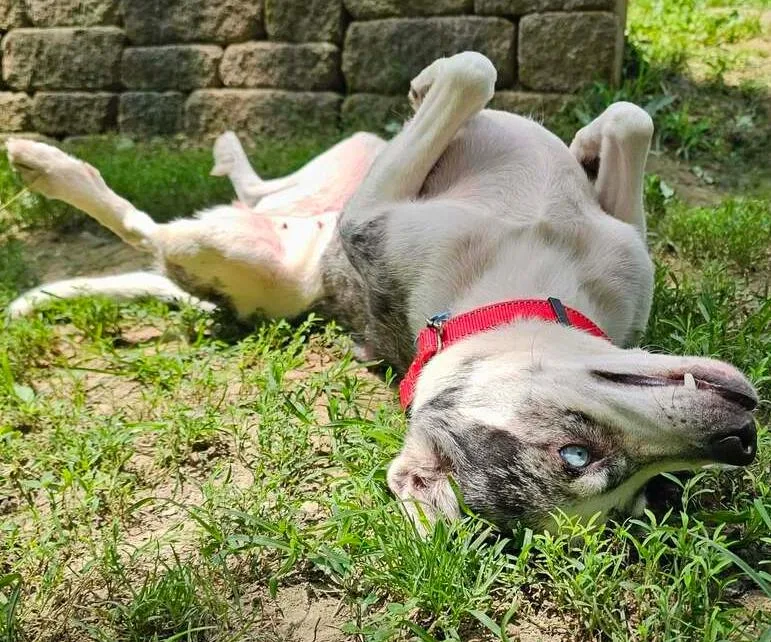 An adult medium-sized female Australian Shepherd dog named Ladybug for adoption in Troy, IL