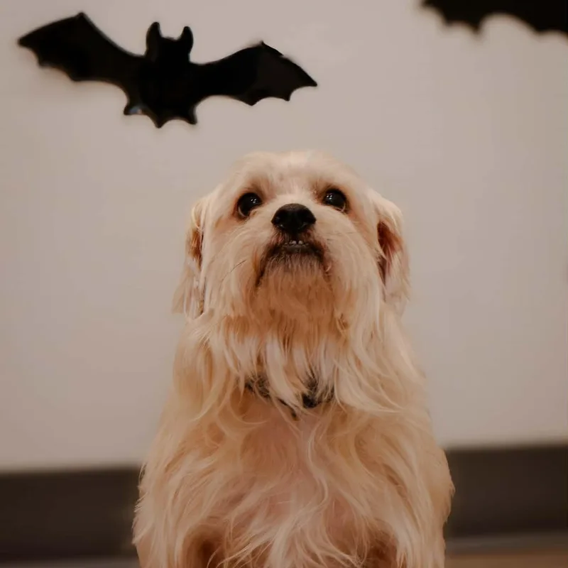 An adult small-sized male Mixed Breed dog named Buddy for adoption in Quincy, IL