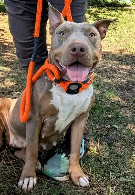 An adult large-sized female Pit Bull Terrier dog named Norah for adoption in Sacramento, CA