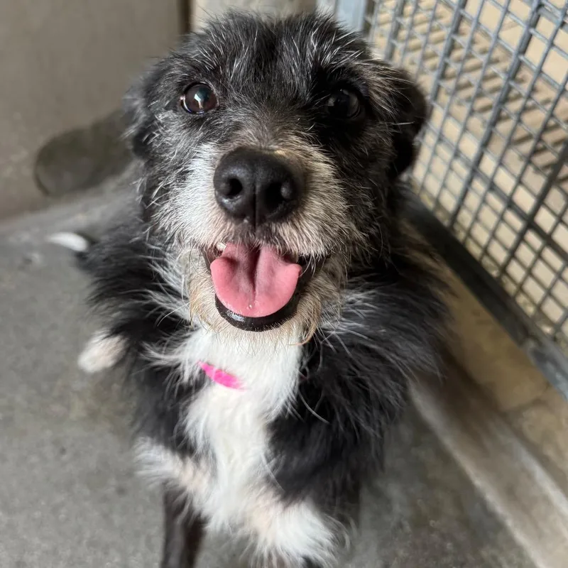 An adult small-sized female Black Terrier dog named Ruby A for adoption in Mission Hills, CA