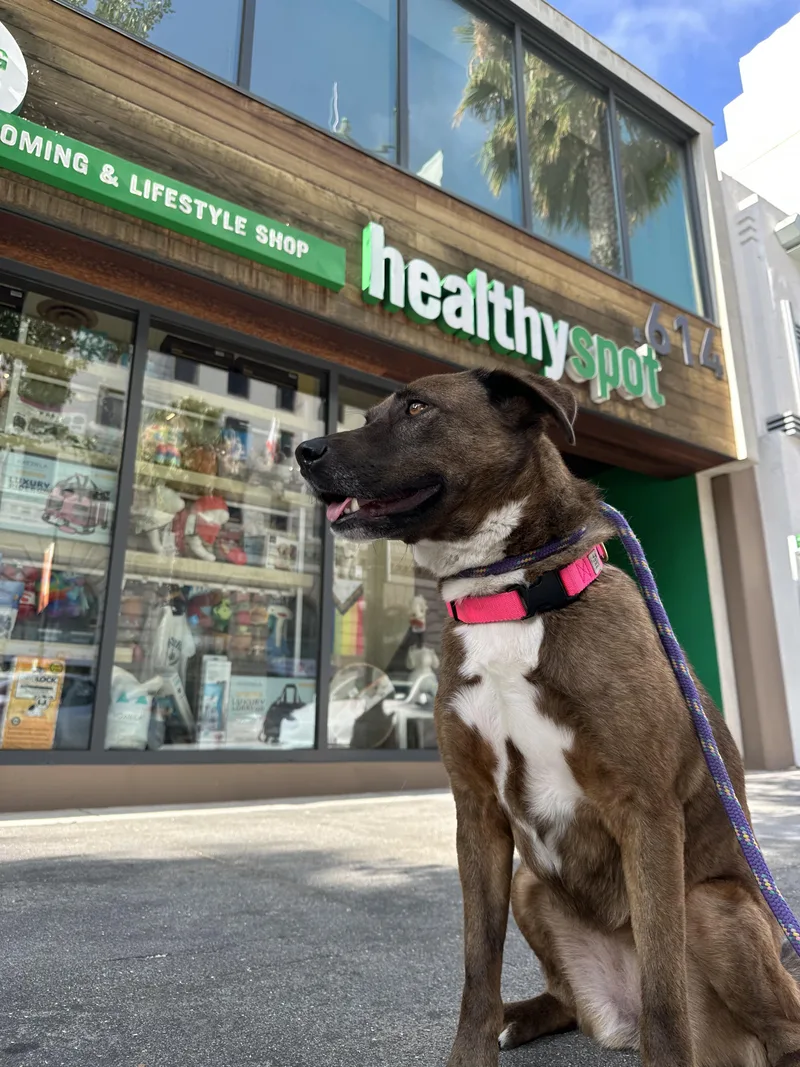 An adult medium-sized female Brown / Chocolate Shepherd dog named Cara for adoption in Burbank, CA
