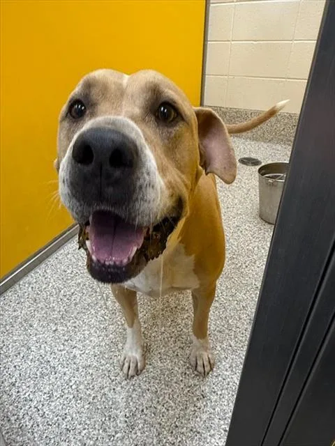 An adult large-sized male Pit Bull Terrier dog named Budinger for adoption in Tucson, AZ