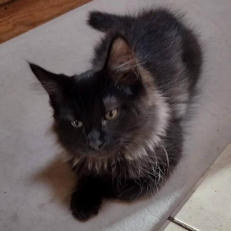 A baby small-sized female Black Domestic Medium Hair cat named Tiana C for adoption in Princeton, MN