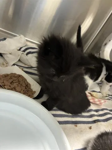 A baby small-sized female Domestic Medium Hair cat named Sunkist for adoption in San Martin, CA