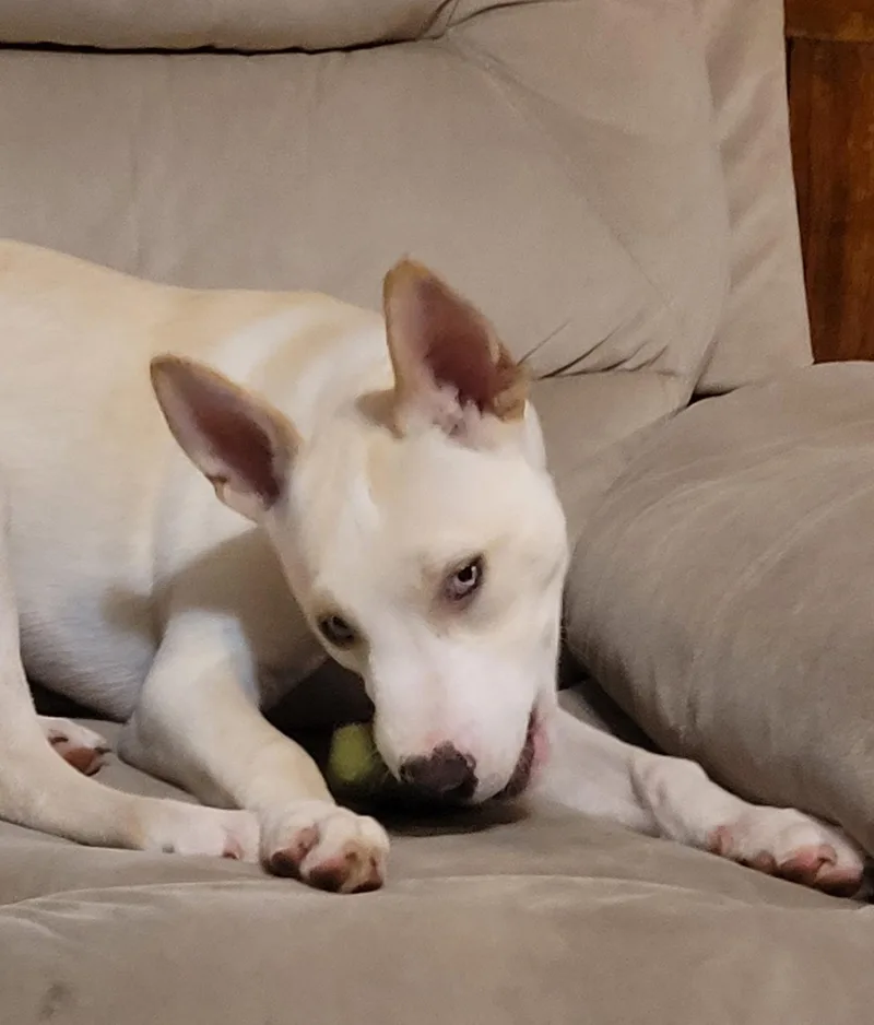 A young medium-sized male Pit Bull Terrier dog named Angelo for adoption in Glover, VT