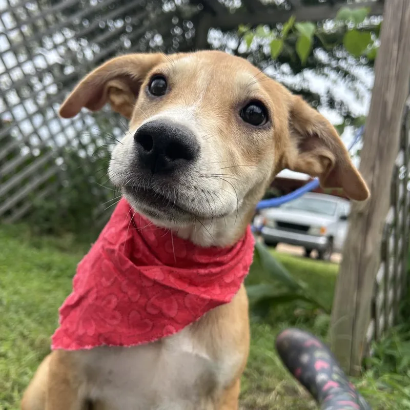 A baby small-sized female Brown / Chocolate Labrador Retriever dog named Gabby for adoption in West Point, MS