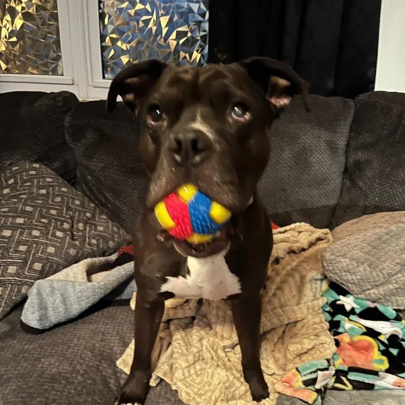 An adult medium-sized male Black Boxer dog named Enzo for adoption in Cleveland, TN