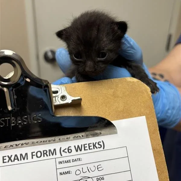 A baby small-sized female Black Domestic Short Hair cat named Olive for adoption in Tempe, AZ