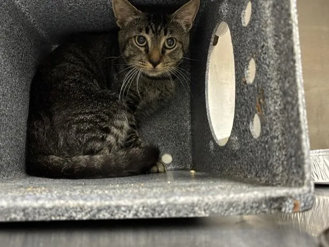 An adult medium-sized male Domestic Short Hair cat named Shorter for adoption in Rome, GA