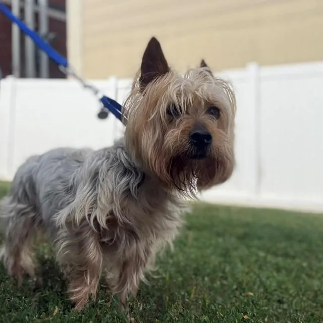 A senior small-sized male Silky Terrier dog named Ozzie for adoption in Boston, MA