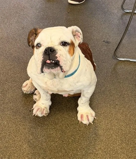 An adult medium-sized female Mixed Breed dog named Pancakes for adoption in Jacksonville, FL