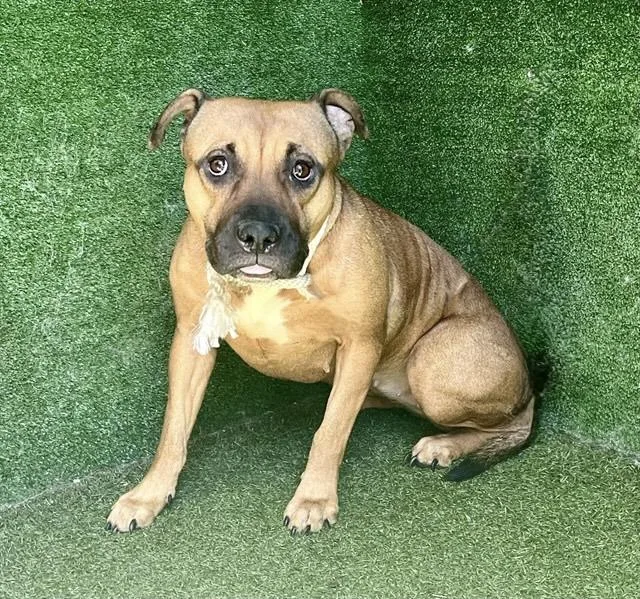 A young large-sized female Boxer dog named Lucy Ray for adoption in Lancaster, CA