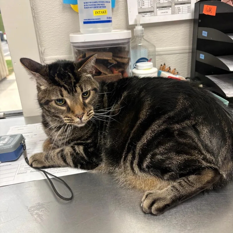 An adult extra large-sized male Brown / Chocolate Domestic Short Hair cat named Oscar for adoption in Columbiana, AL
