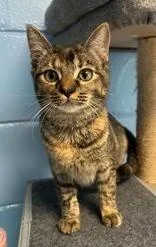 Tora
