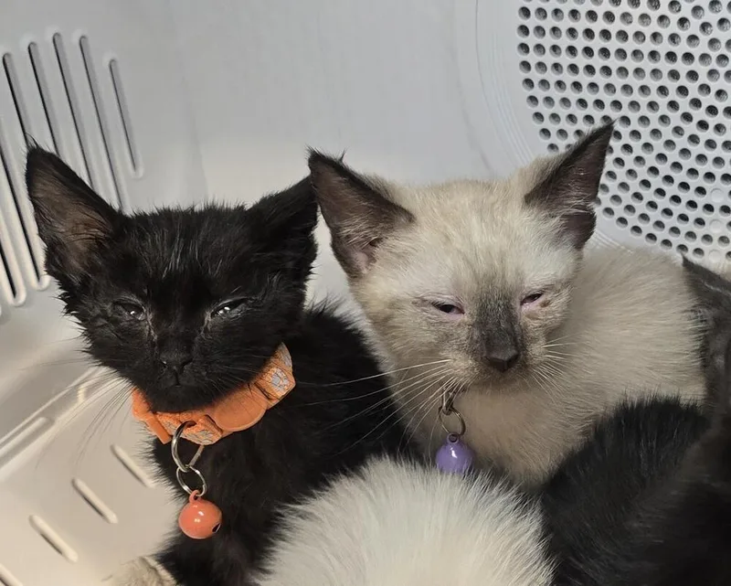 A baby small-sized female Siamese cat named Soma for adoption in Pacifica, CA