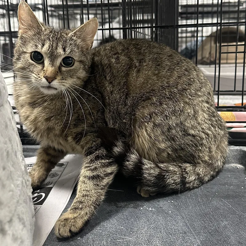 A young medium-sized female Tabby (Brown / Chocolate) Domestic Short Hair cat named Cleo for adoption in Youngstown, OH