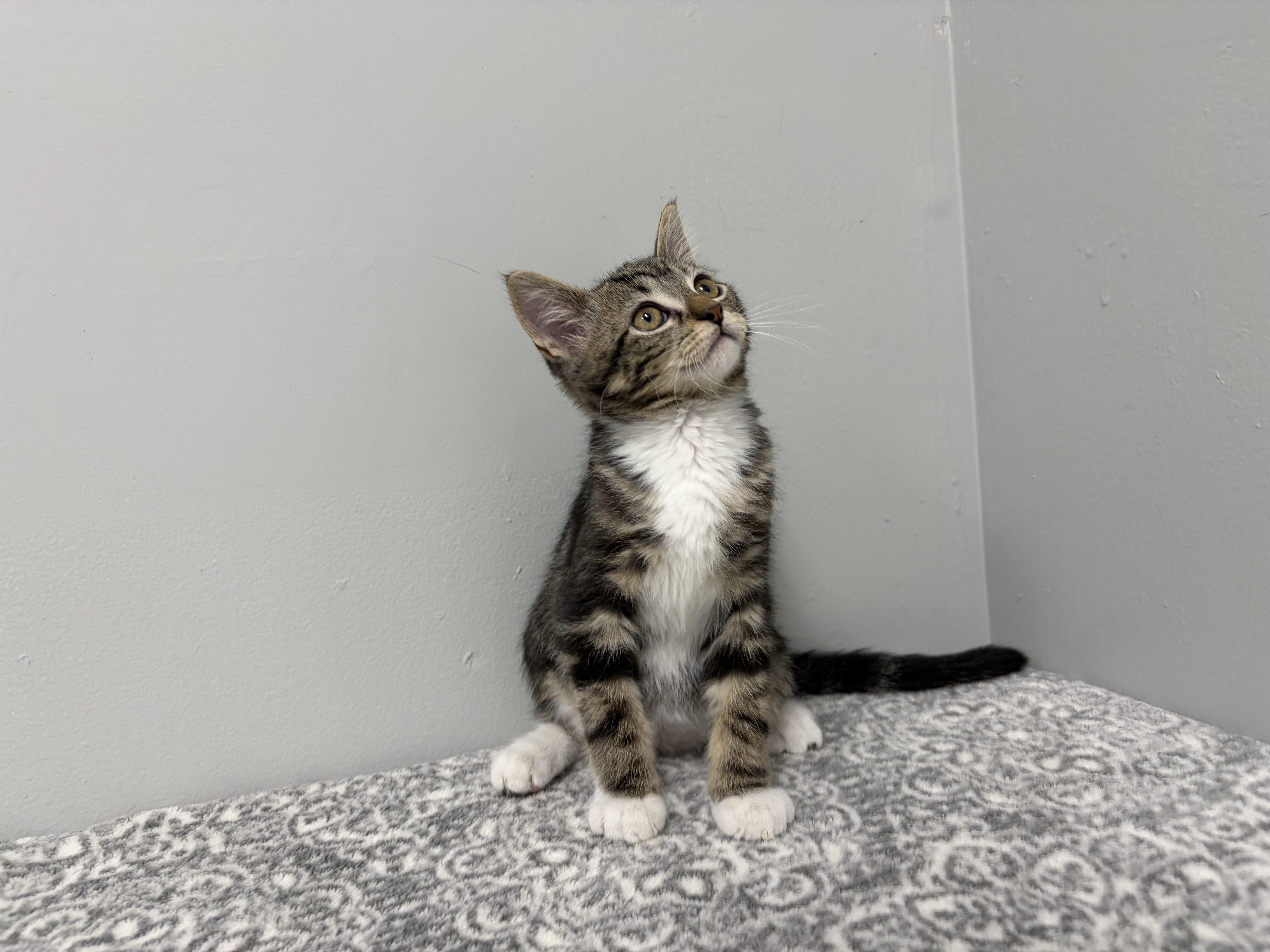 A baby medium-sized male Tabby (Brown / Chocolate) Domestic Short Hair cat named Frank for adoption in Frankfort, IN
