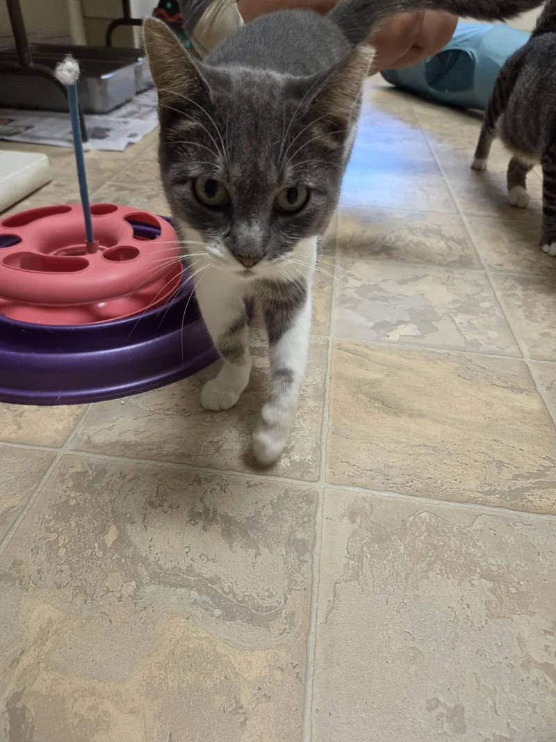 A young medium-sized female Gray & White Domestic Short Hair cat named Cc for adoption in Dillsburg, PA