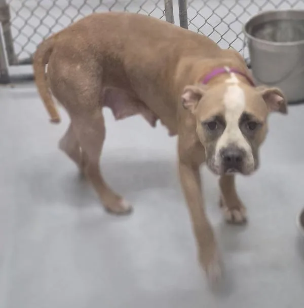An adult medium-sized female Pit Bull Terrier dog named Pen for adoption in Lawrenceville, GA
