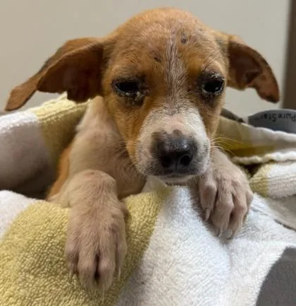 A baby small-sized female Mixed Breed dog named Sweety for adoption in Honolulu, HI