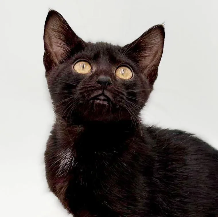A baby small-sized female Bombay cat named Narine TEENY TINY panther for adoption in Bedford Hills, NY