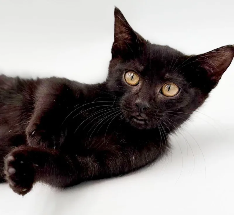 Narine TEENY TINY panther thumbnail 2