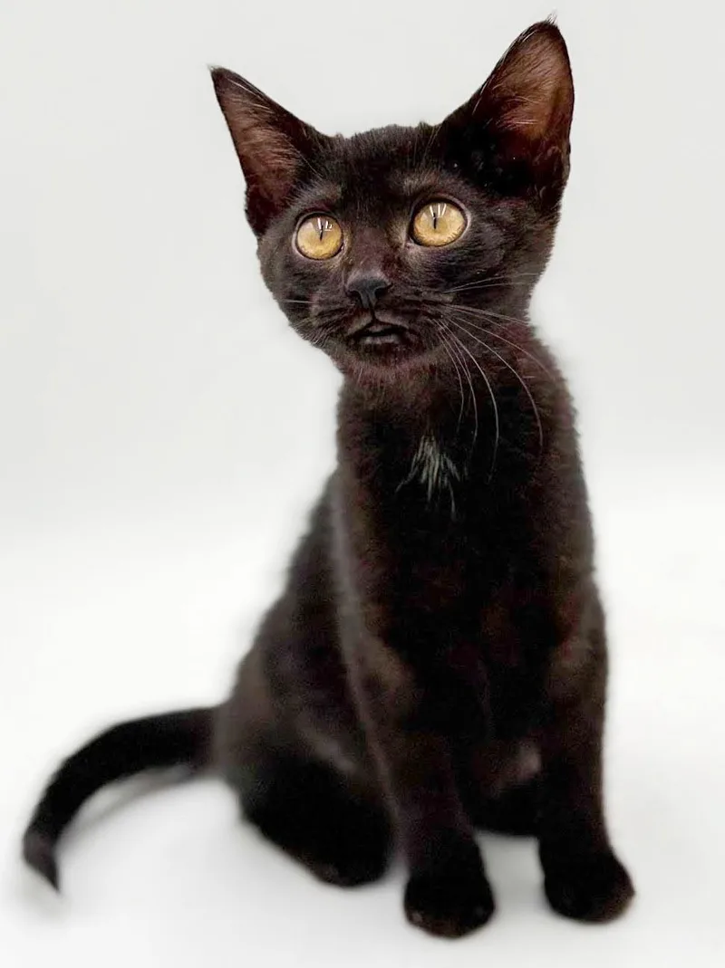 Narine TEENY TINY panther thumbnail 3
