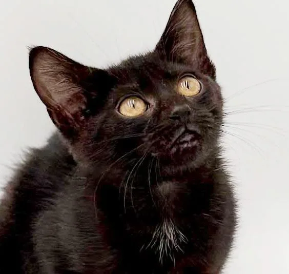 Narine TEENY TINY panther thumbnail 4