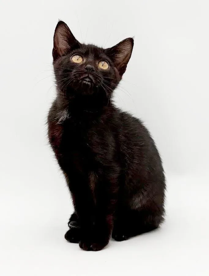 Narine TEENY TINY panther thumbnail 5